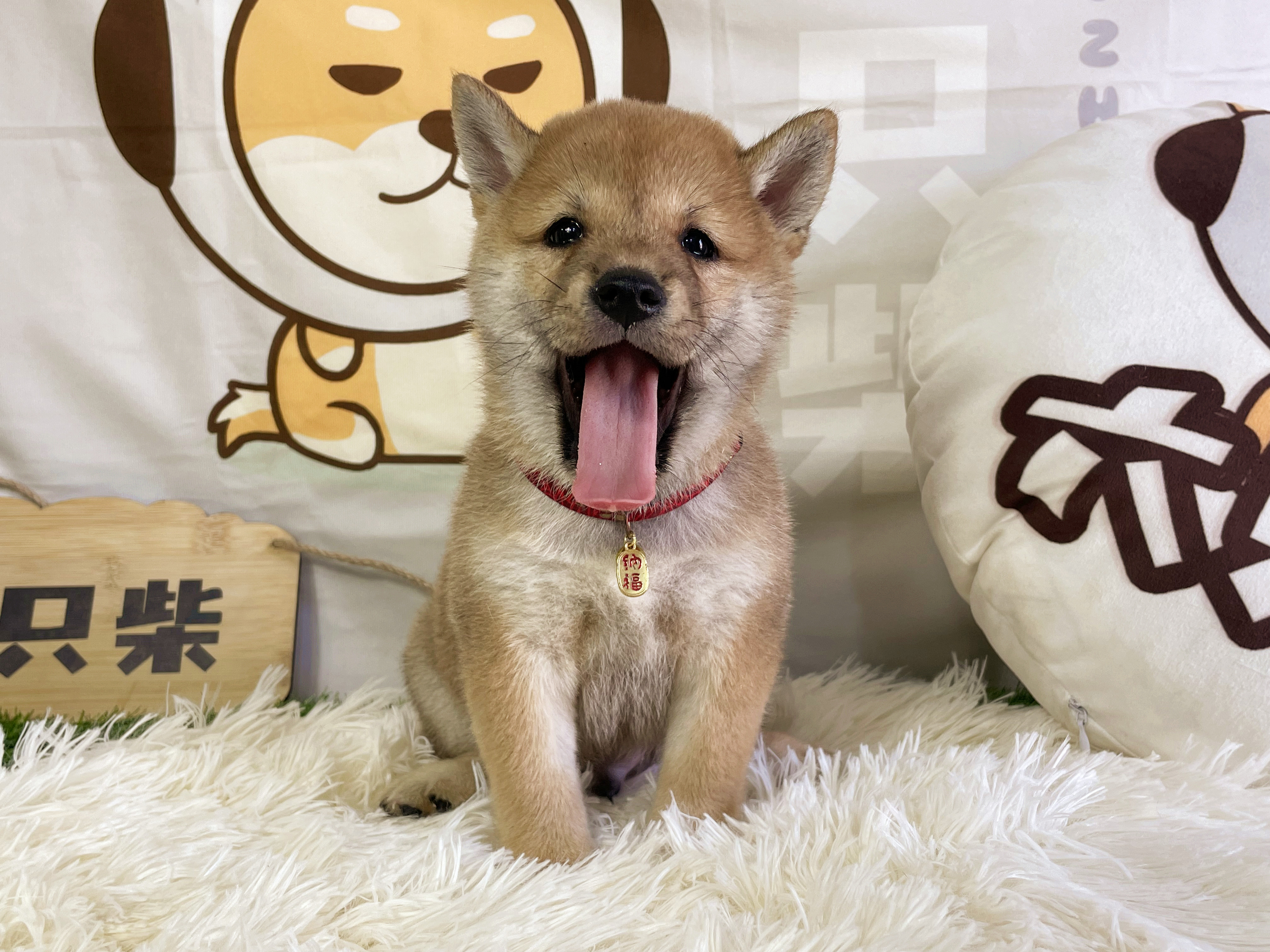 黑柴犬和赤柴犬價格哪個貴？黑柴和赤柴有哪些區別？ - 頭條匯