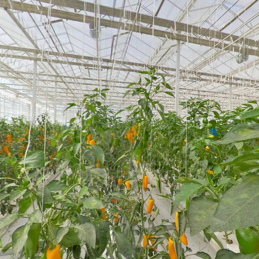 可以获得补贴的现代化连栋温室大棚可以做什么？一亩地造价多少