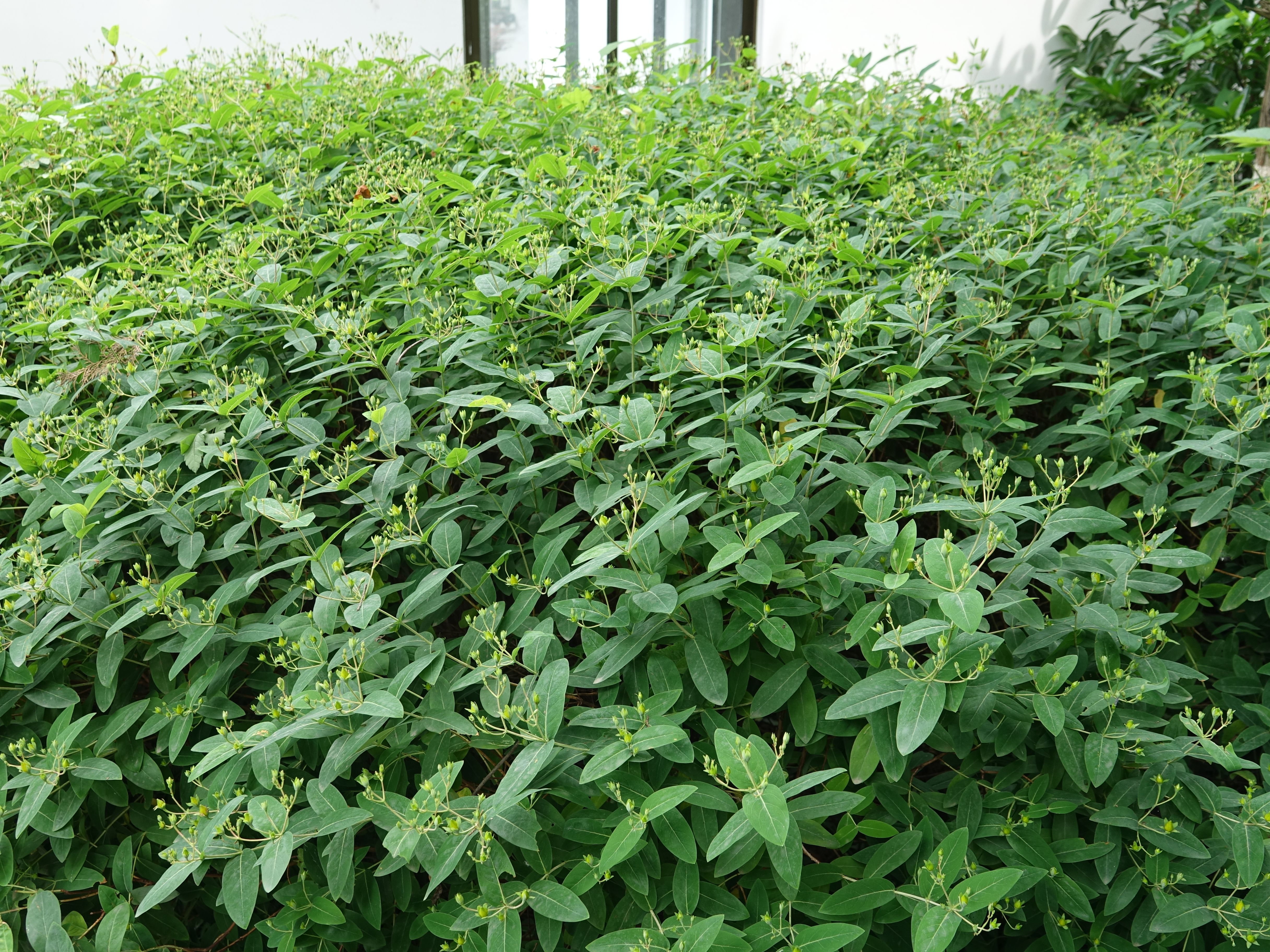 花木春秋101 且看金丝桃 是怎样从桃金娘变成金丝桃的 资讯咖