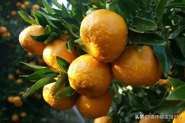 吃了一辈子橘子，你知道世界上到底有多少种柑橘类水果吗？