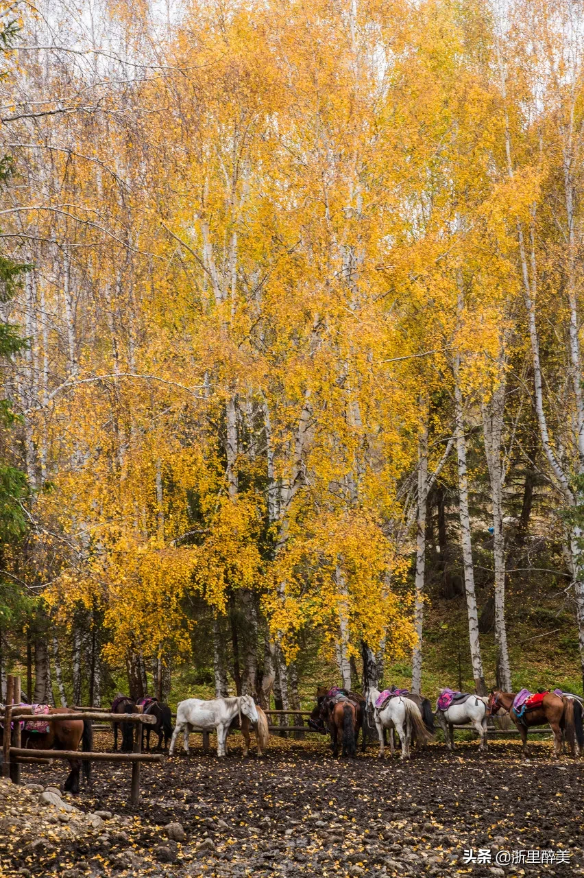 10 ancient towns with beautiful autumn colors, if you are tired, go to stay for a few days