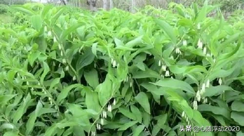 乡间1野草，其貌不扬却有大名堂，药效不错对身体有好处，记得摘