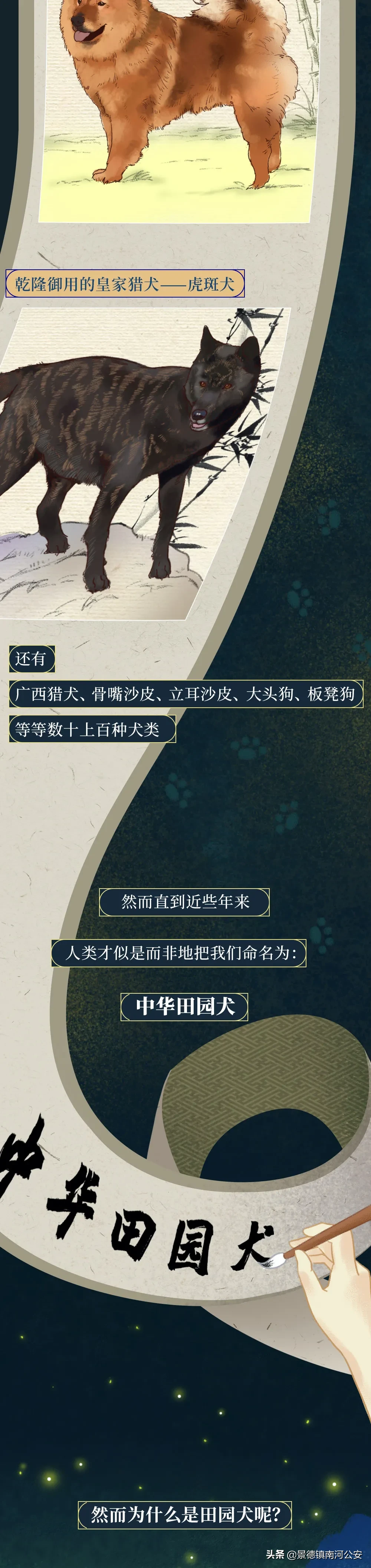 你凭什么看不起中国土狗？