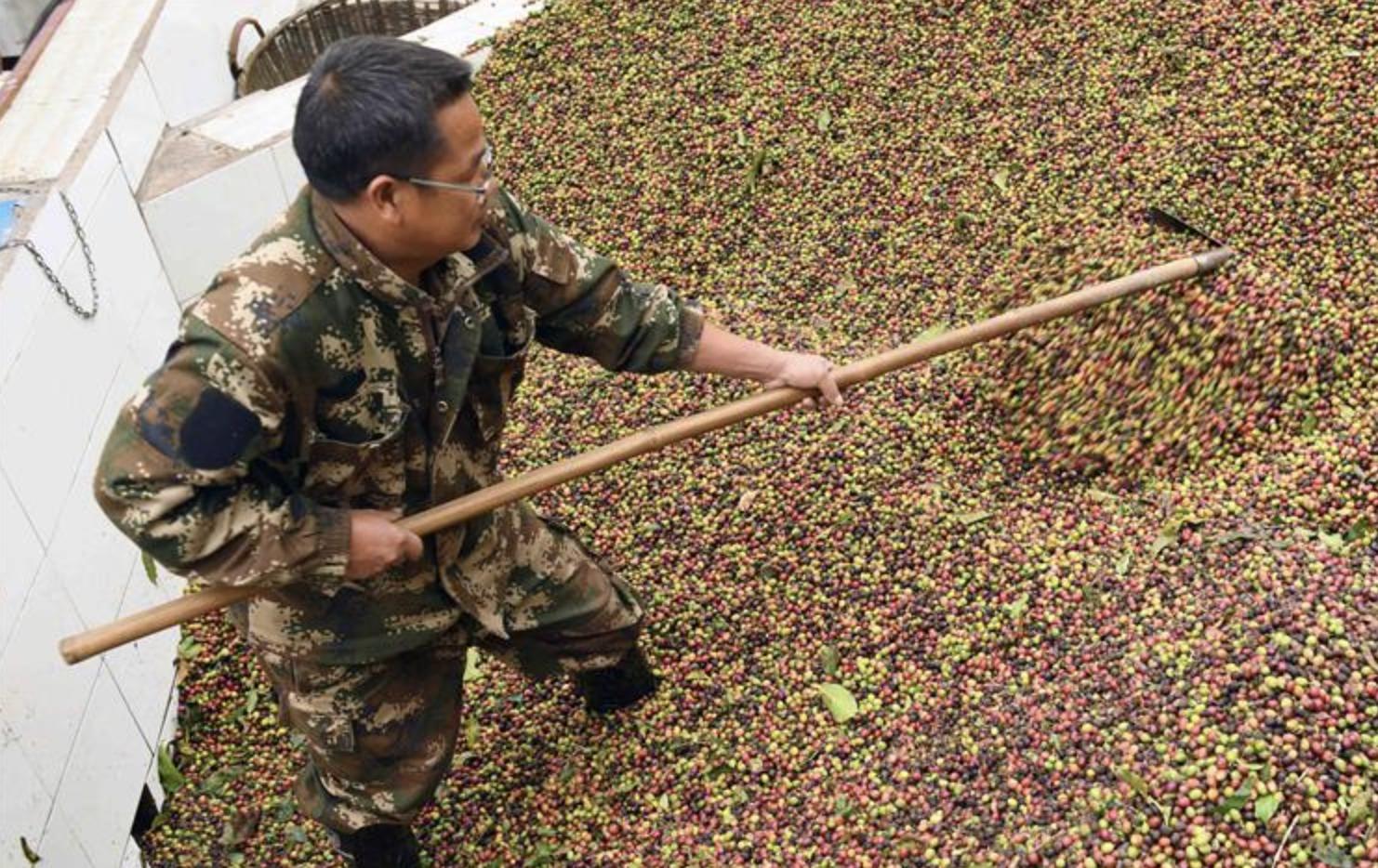 From coffee history to how to choose a good coffee iNEWS