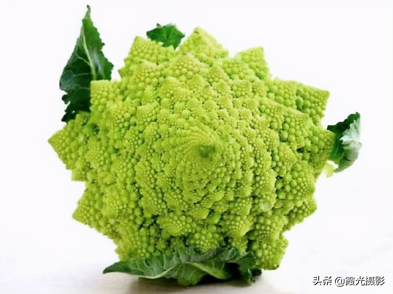 可以吃的花卉 罗马花椰菜 资讯咖