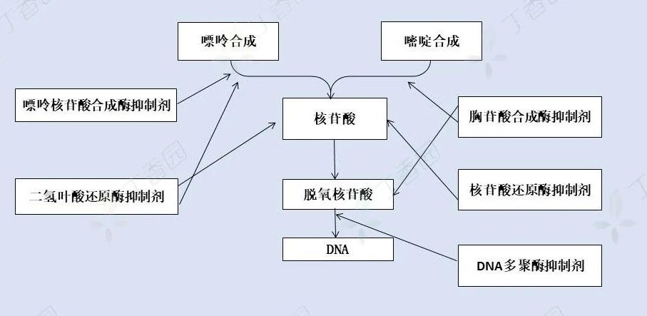 抗代谢类抗**药有哪些，你知道吗？