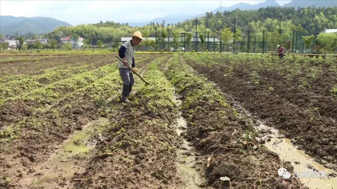 連城塘前：特色農業助力鄉村振興
