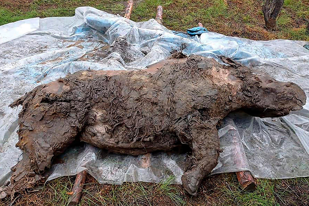 北極發現5萬年前屍體，科學家擔心永凍土鎖不住，人類該警惕