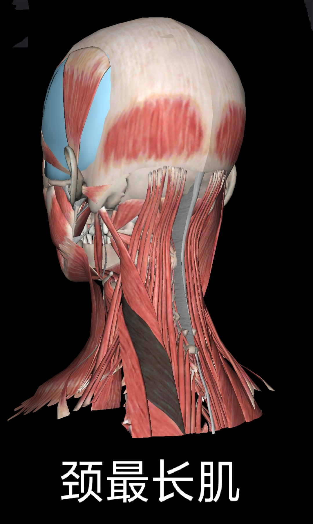 浅谈颈部解剖之“肌肉”