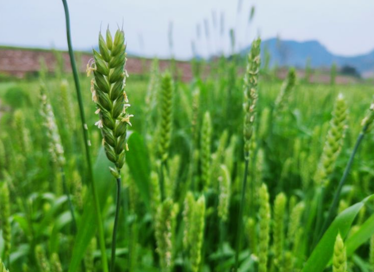 又是一年麦花香，十首麦花的诗词，风吹麦浪麦花飘香-第10张图片-诗句网