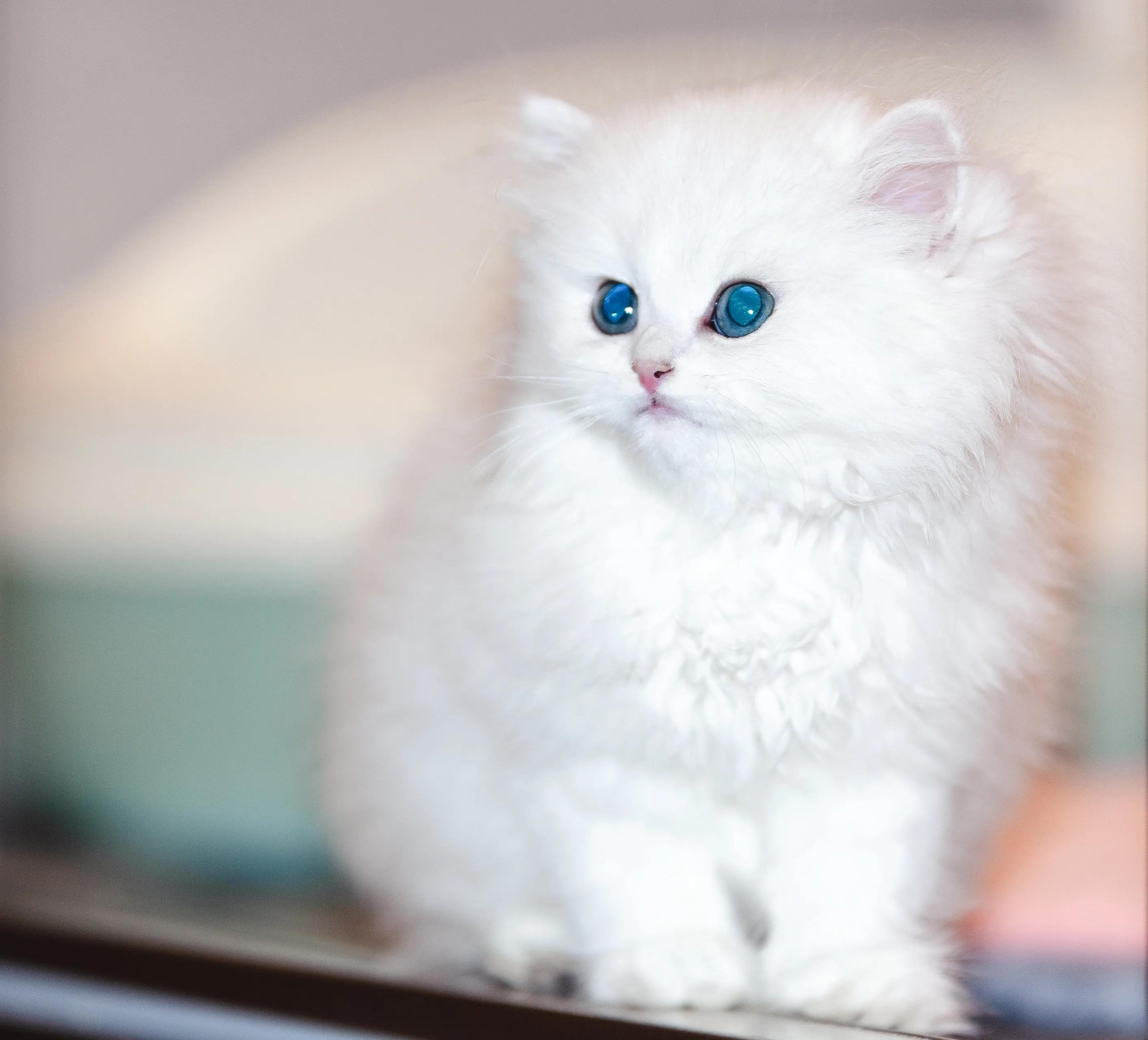 宠物拍摄猫咪篇