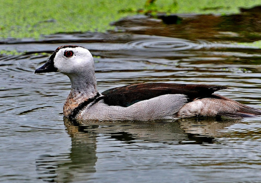 好消息！棉鳧曾在我國消失近50年，如今在安徽巢湖半島第1次發現