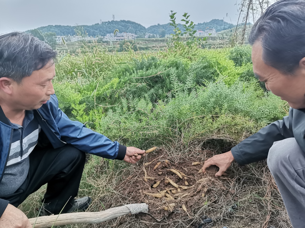 產業扶貧力度大 陽新縣石和村摘掉"貧窮帽"