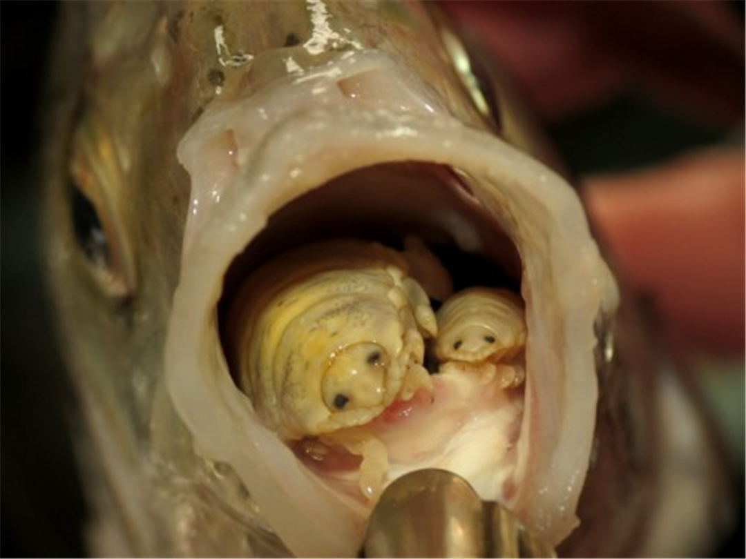 寄生虫鱼怪拔掉鱼的舌头自主转变性别从此走上虫生巅峰