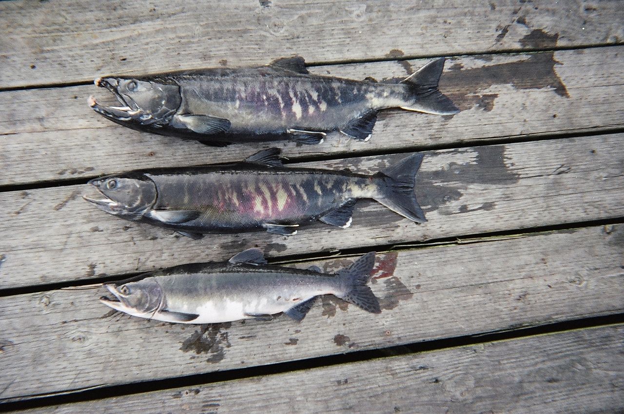 大馬哈魚之爭：中國吃60年“啞巴虧”，俄羅斯獨(dú)享“蛋糕”？