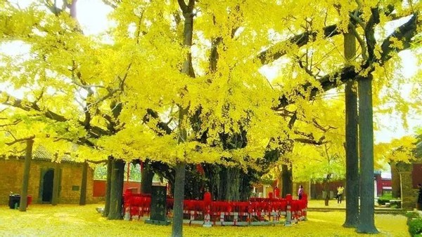 看看地球上這些現存的最古老的樹