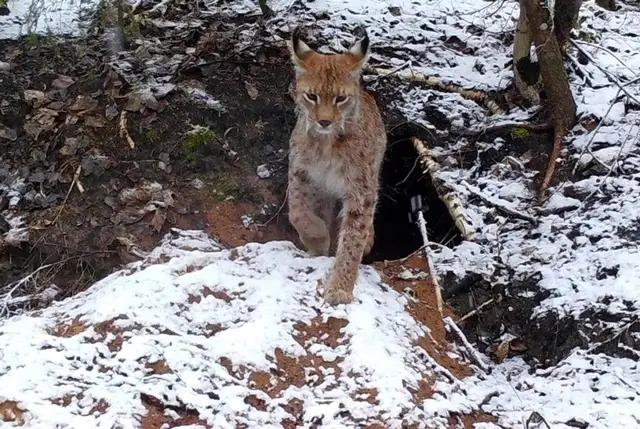 Liger Fight, Leopard Fight Against Mountain Lion, Wolf Fight Against 