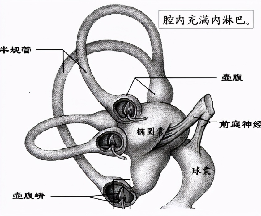 前庭覺系列(一) 前庭覺是什麼？ - 資訊咖