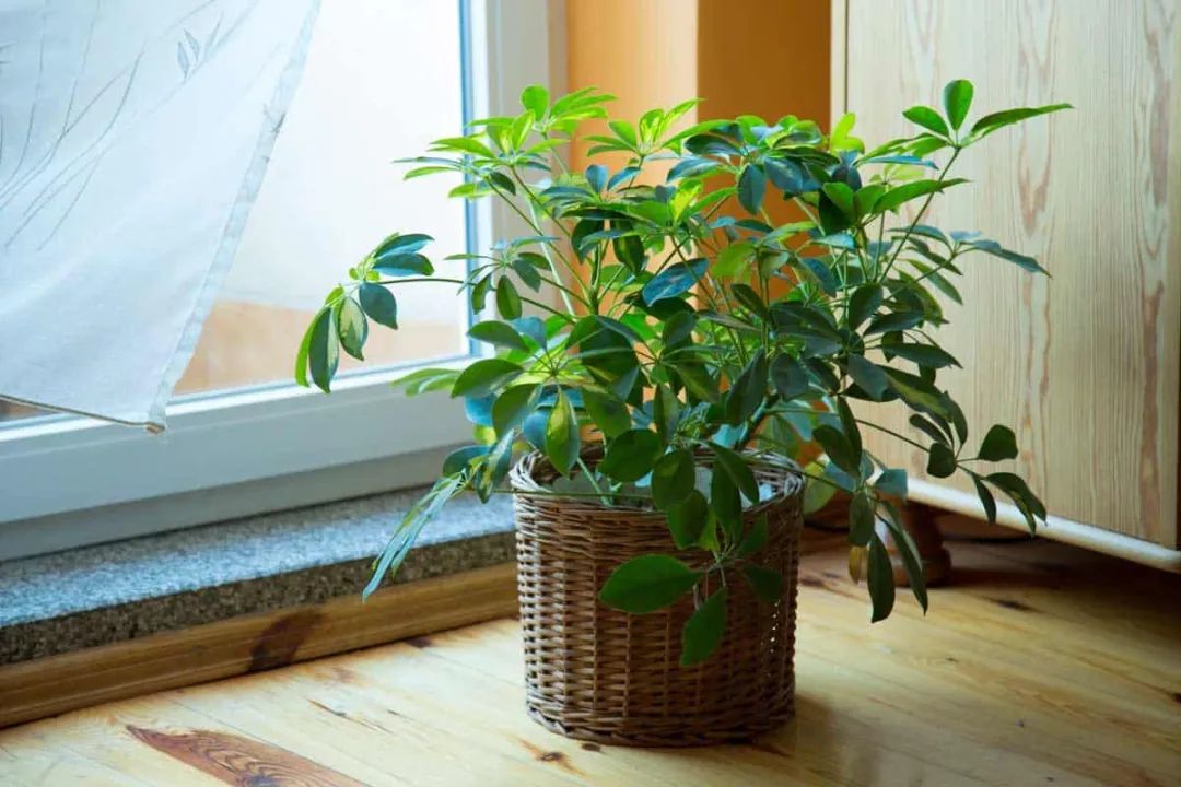 特別喜歡水分的7種盆栽綠植，養護時要給足水