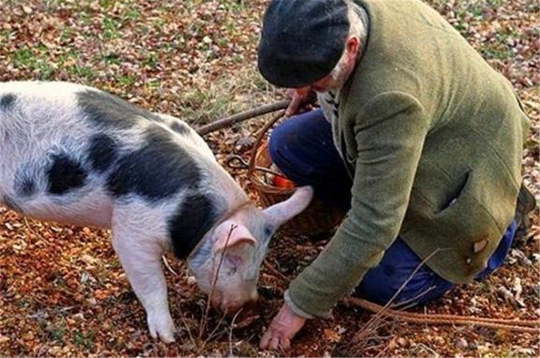 The common truffles in rural Yunnan are more expensive than gold abroad. Why are they worth
