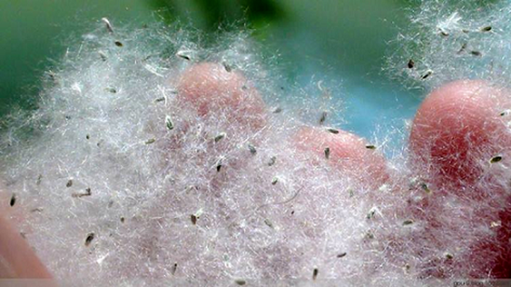 柳絮讓人苦不堪言，沒想到還是美食，在吃貨麵前為何依然猖狂？