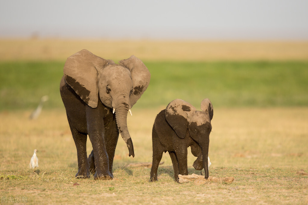 In Nature Why Do Some Elephants Rape Rhinos INEWS