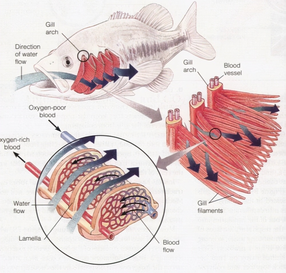 科學家說人是由魚進化而來，那麼現在人體內還保留著哪些證據呢？