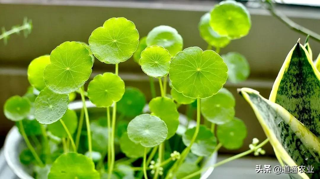 The leaves of the coin grass are yellow, spray with it, and the shiny