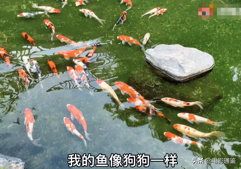 張馨予的家不是一般大！種菜種花不算啥，家庭版魚(yú)池太豪華了吧