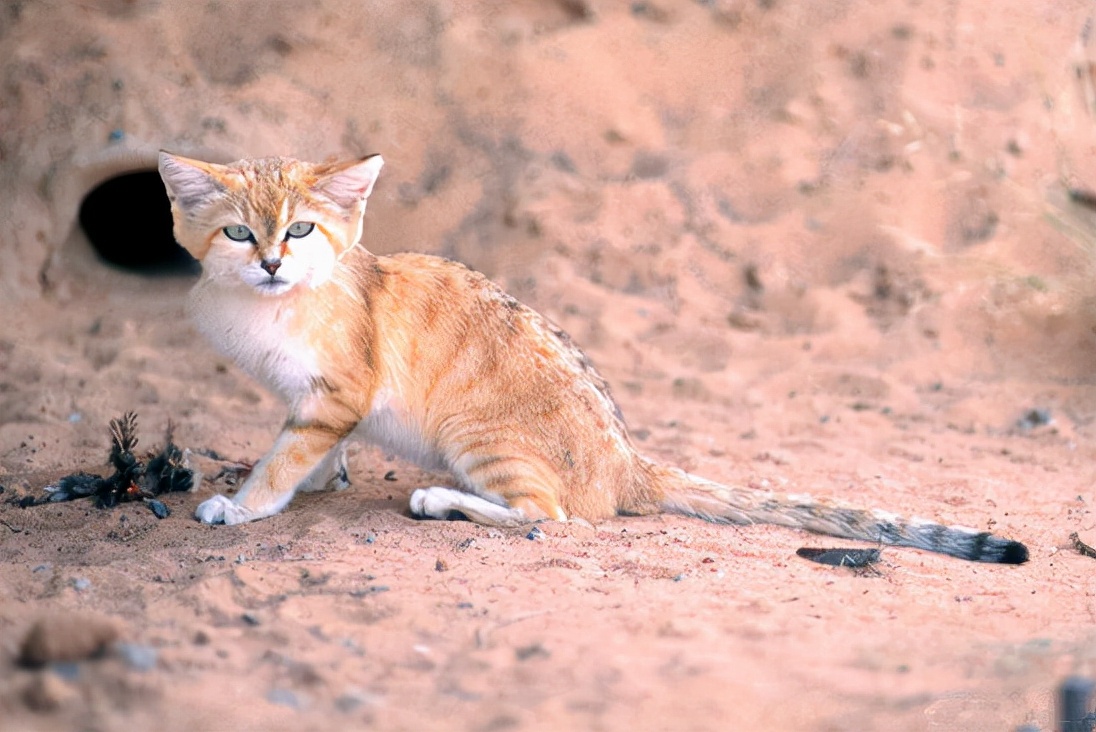Sand Dune Cat The only cat that lives in the desert, with a fierce heart hidden in its cute