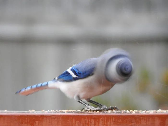 Atlas | Eider down takes the advantage that buys big drop, be clear at a glance with a ha is breathed out