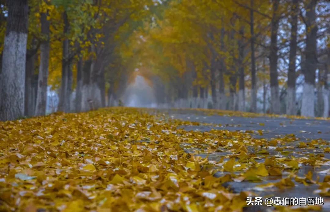 中国最美乡村“银杏时光隧道”，一个在徐州，一个在砀山的葛集镇