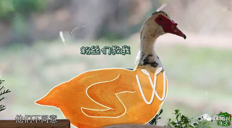 《向往的生活4》增加一只宠物！他们是怎样把狗鸭牛羊带出道的？