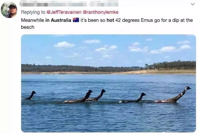 澳大利亚鸸鹋战争，出动军队配发上万子弹只死