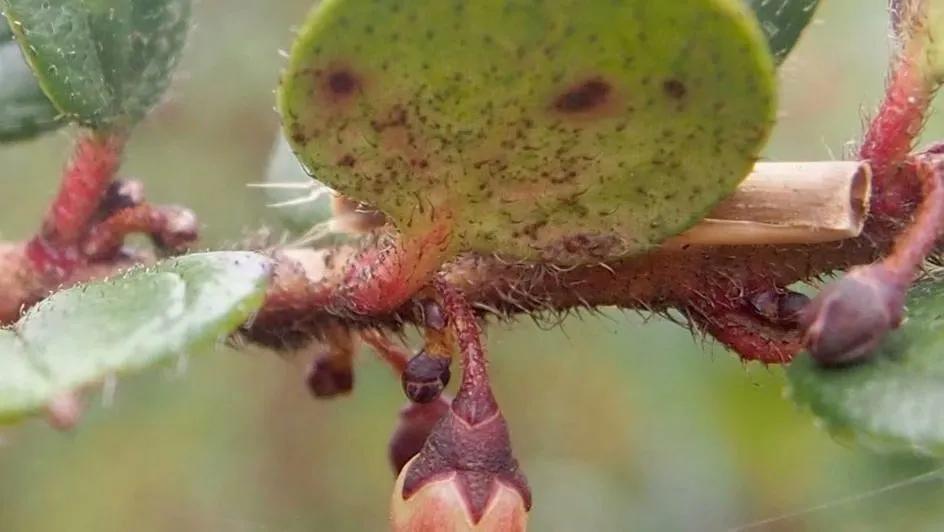 2020年發現的十大新物種