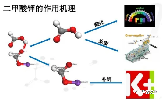 日粮中0.6%二甲酸钾对仔猪平均日增重和饲料报酬的改善程度？