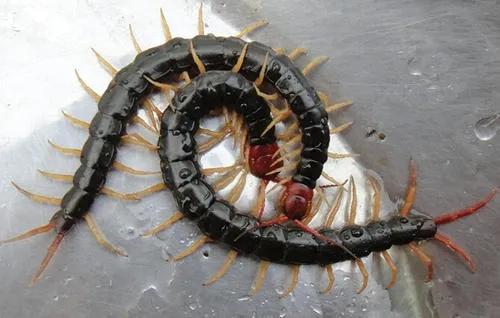 “絽嶾”ָ嶾嶾ʲôΣ