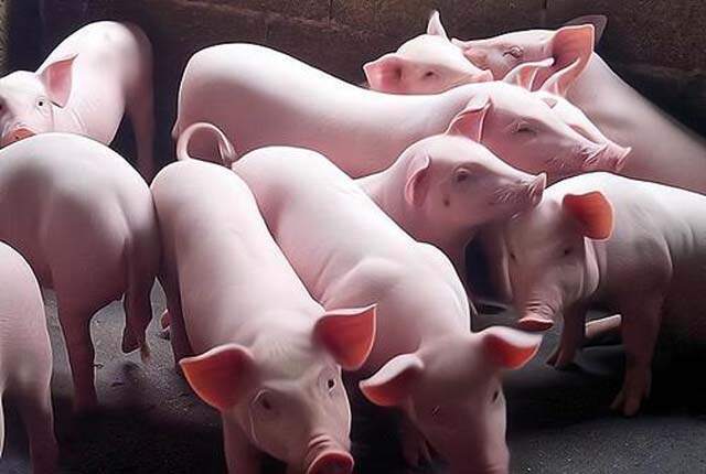 猪肉“二十元时代”会终结？一个现象已出现，春节后会有新变化？