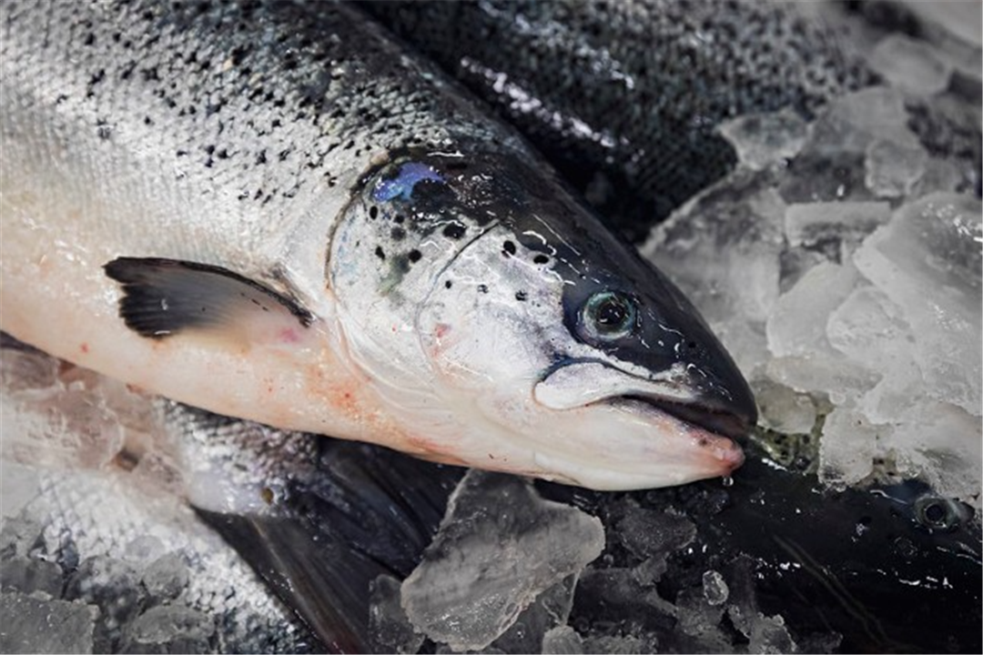 挪威是世界第二大海产品出口国,也是世界上最大的大西洋鲑鱼养殖国.