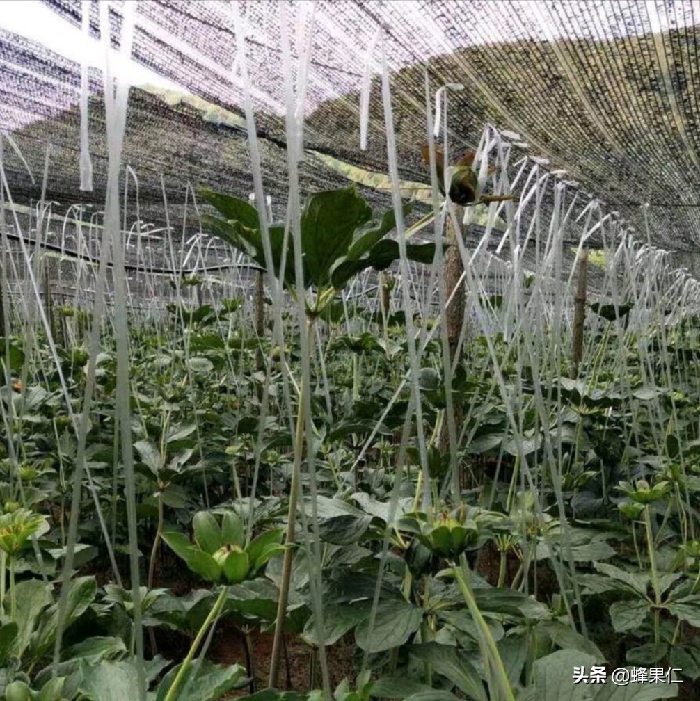 重楼种植技术：名贵中草药重楼怎么种植？这些特性你**要牢记