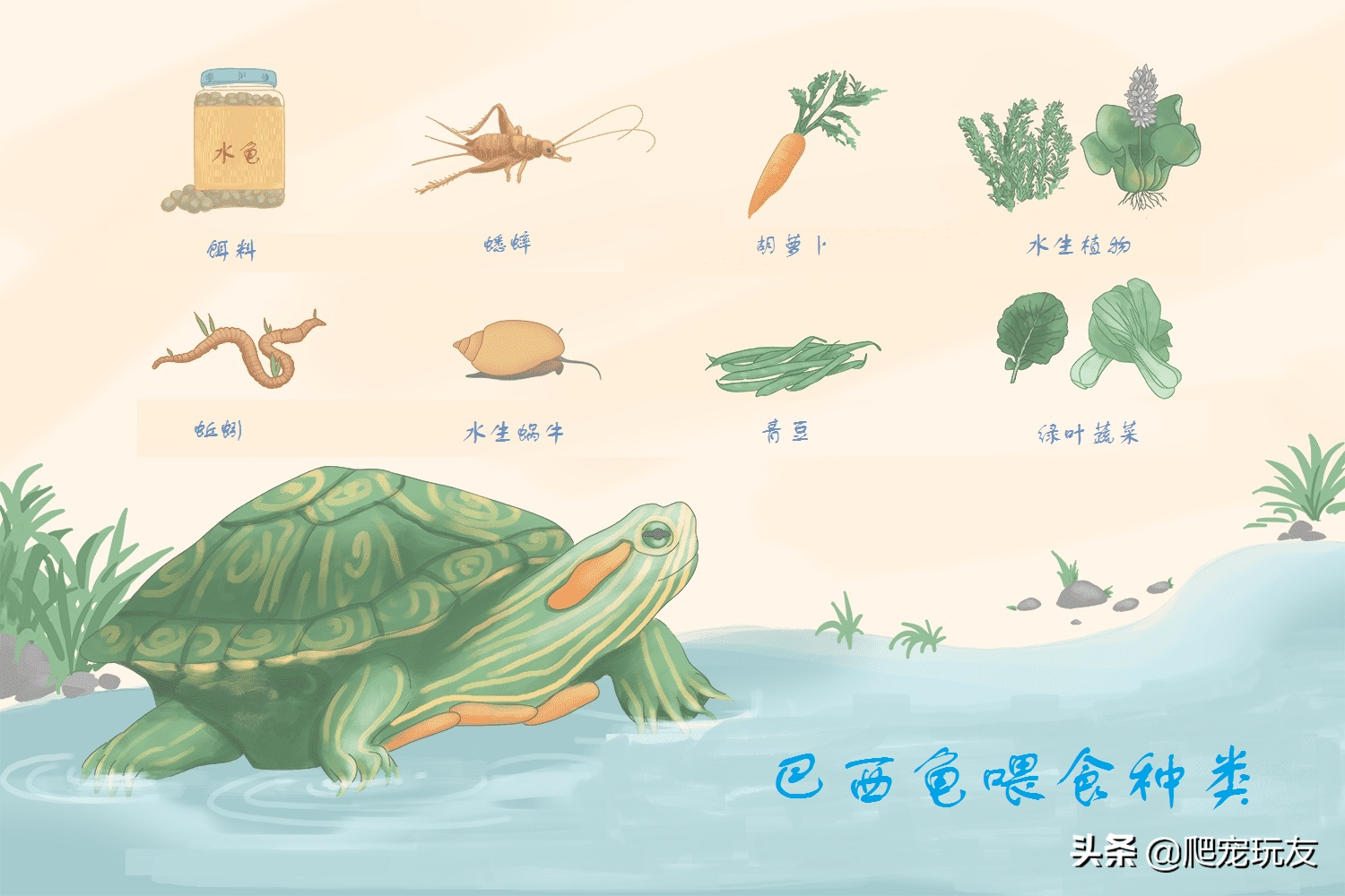 乌龟的食物卡通图片
