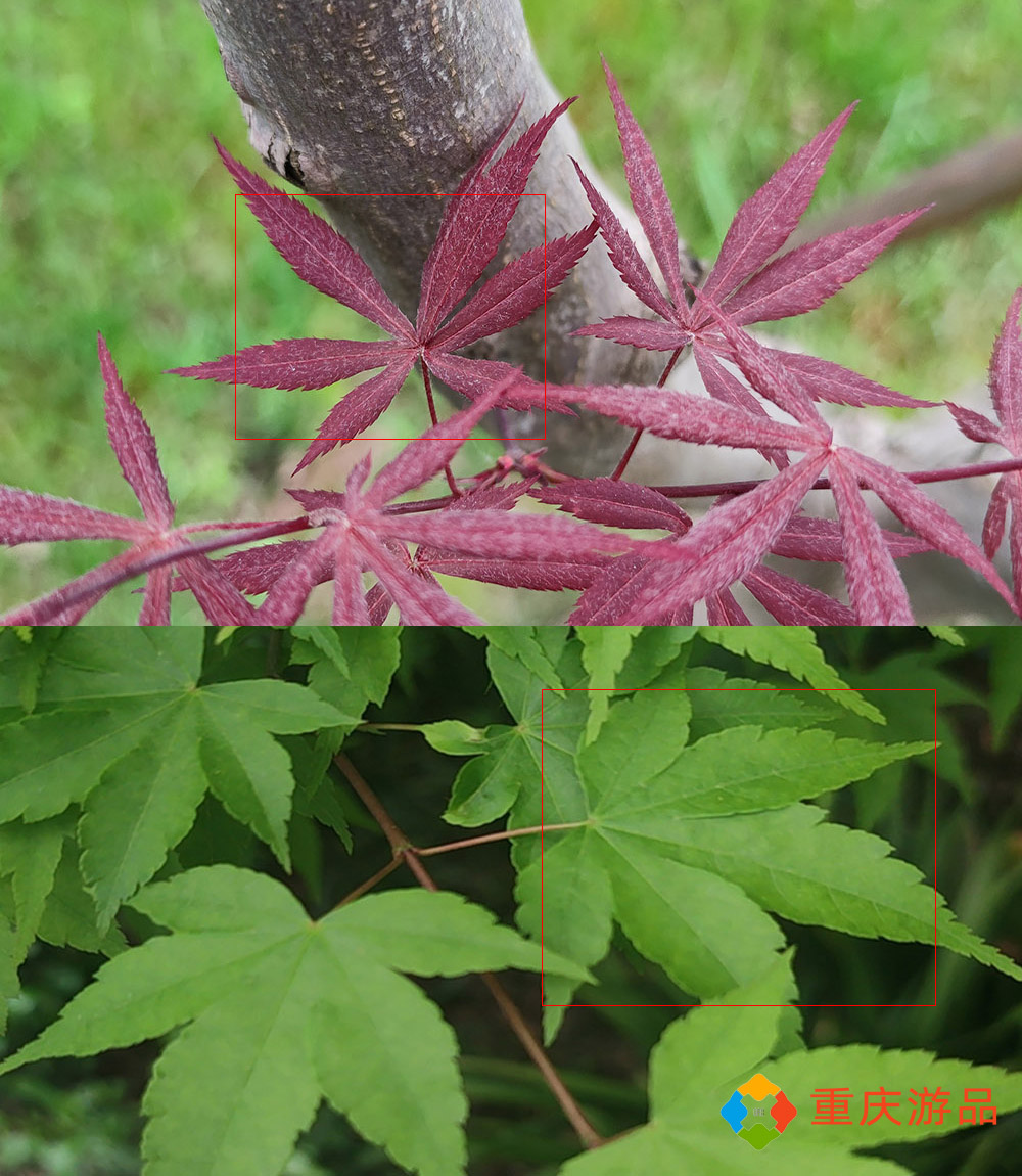 春天的一道风景线，在重庆望海花都也能买到的红枫，该怎么挑选？