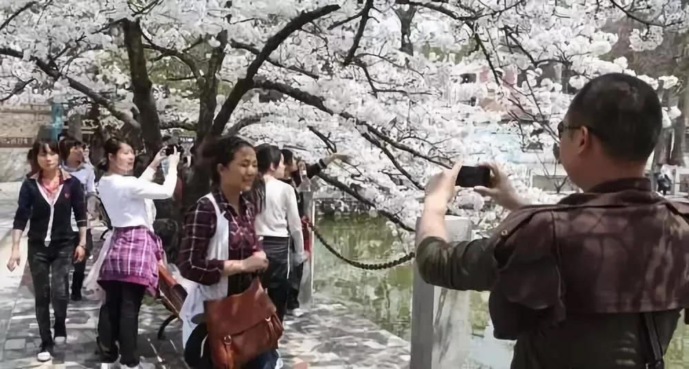 2021信陽雞公山櫻花花海文化旅游節，2月26日盛大迎客