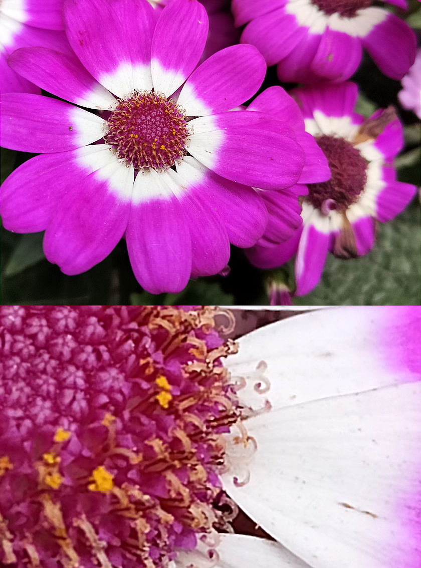 OPPO Reno5 Pro+手机随拍，IMX766表现不俗