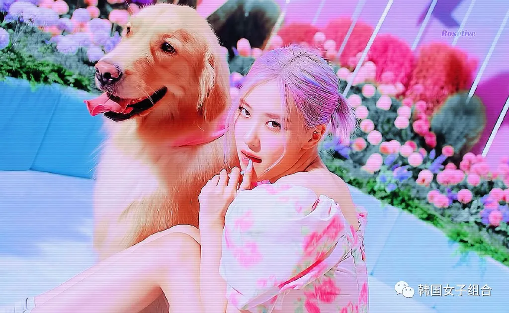 女团爱豆给一起拍摄新歌MV的狗狗，写的拍立得信