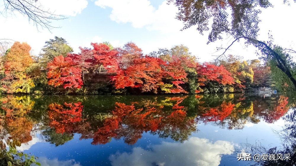 觀賞日本高岡古城公園的秋葉 領略秋天神奇的色彩 中國熱點