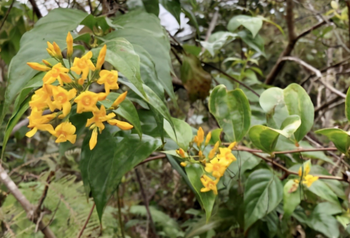 户外的5种有毒花卉 遇见都要绕道走 养花哥 Mdeditor