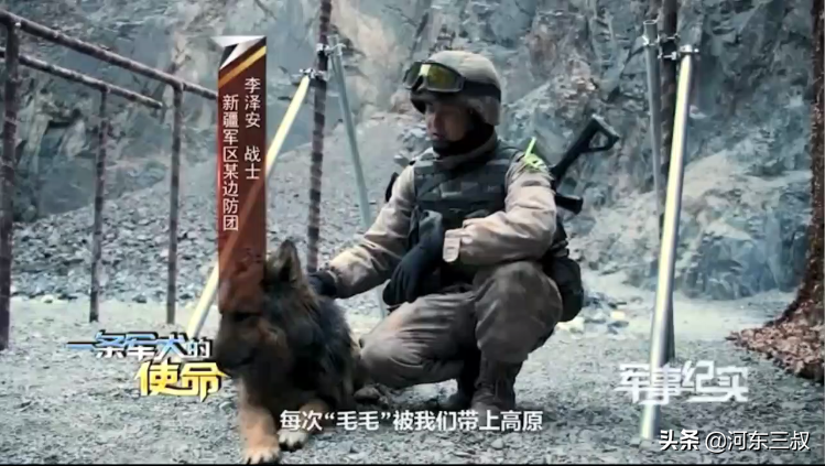 中印邊境沖突，表現神勇的軍犬叫毛毛，曾被印軍石頭砸傷