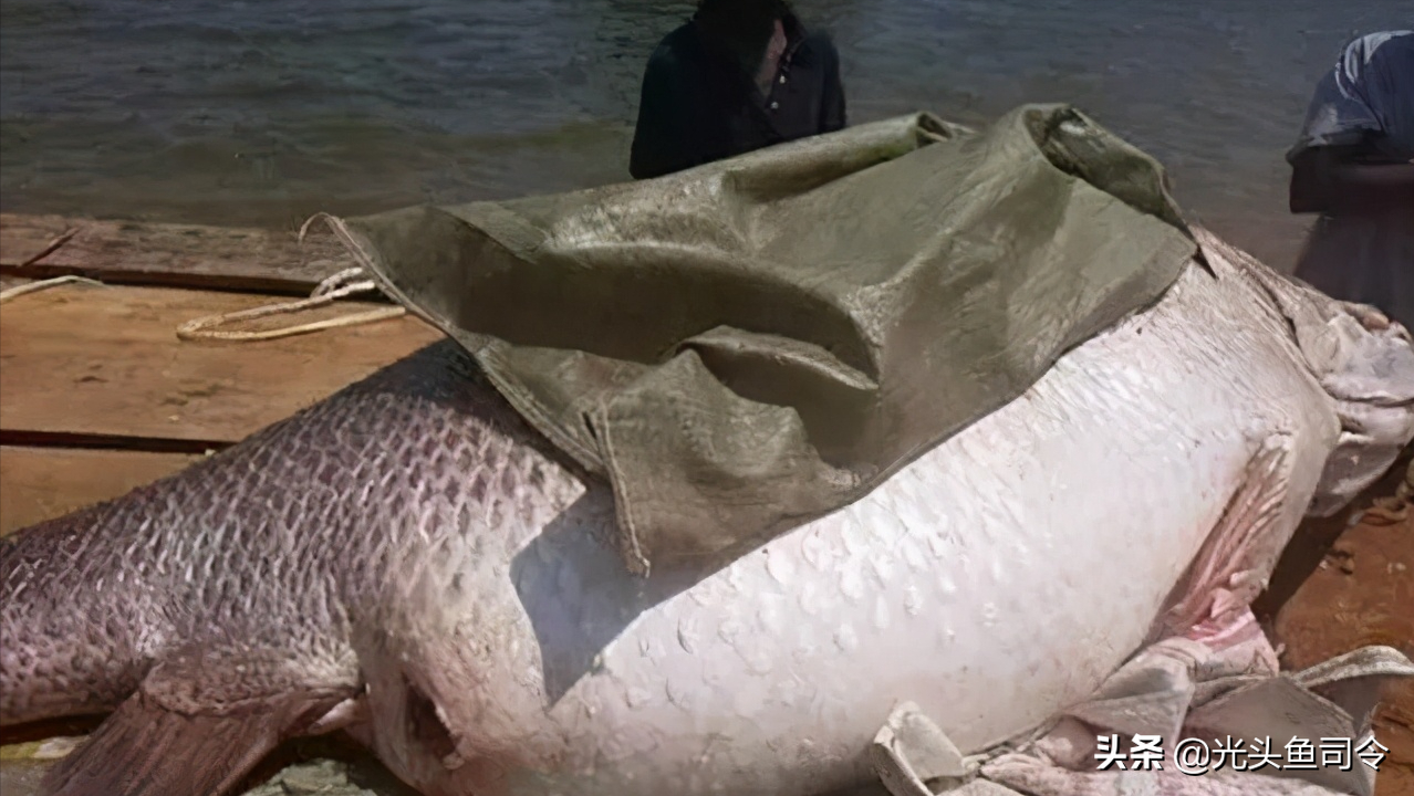 维多利亚湖的“哭泣”，“隆背金刚”把200多种鱼类，吃灭绝了