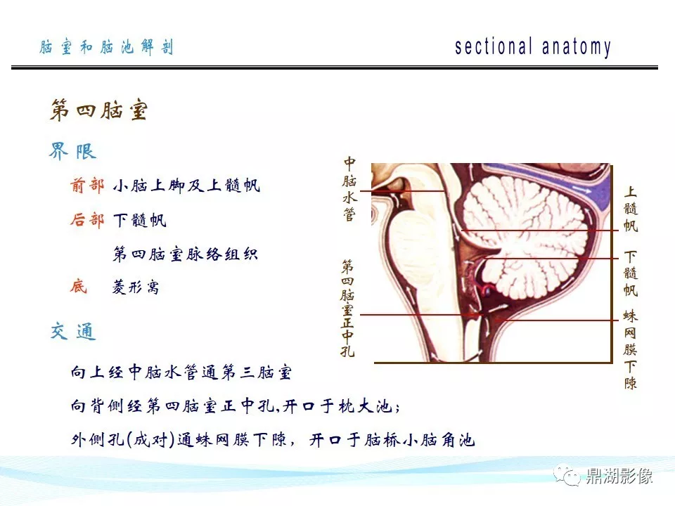超全详解：脑池和脑室断层解剖